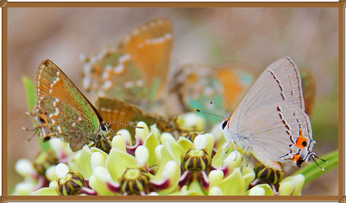 Butterflies in a flower